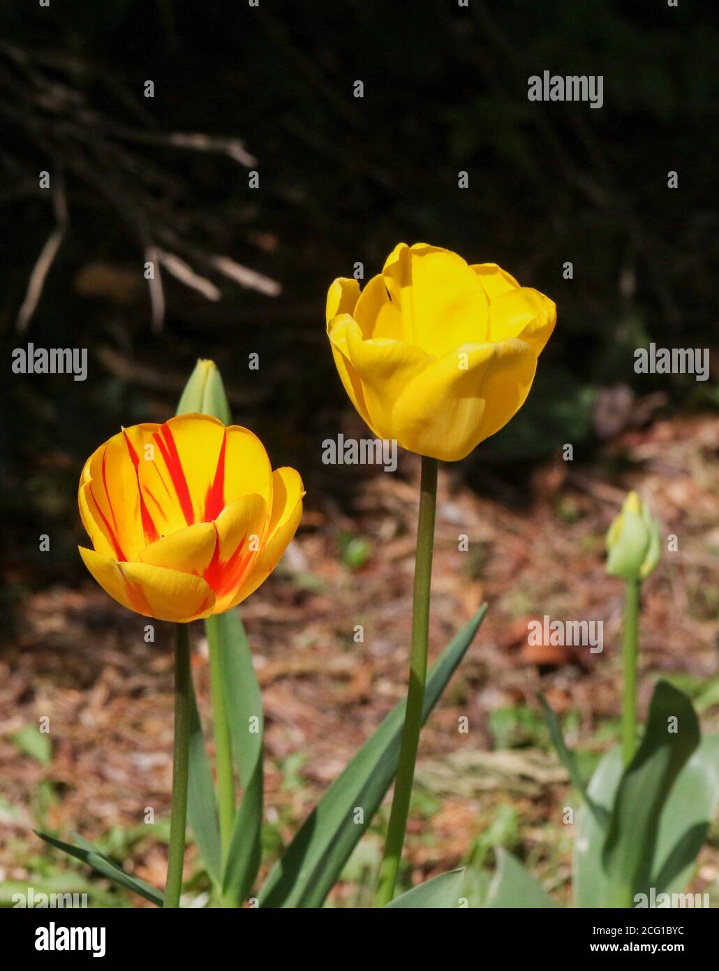 Tulipes jaunes au bord de la route en fleur de printemps. Une tête de tulipe jaune et une tête de tulipe jaune et rouge. Banque D'Images