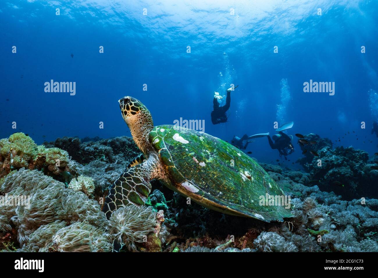 Tortue imbriquée nager sous l'eau sur le récif de corail plongée sous-marine Banque D'Images