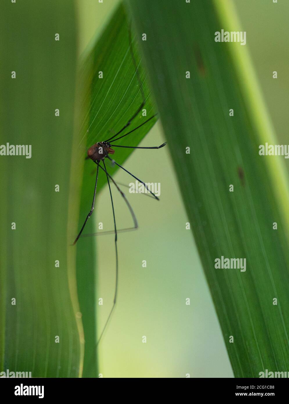 Araignée pattes longues Banque de photographies et d’images à haute résolution Alamy