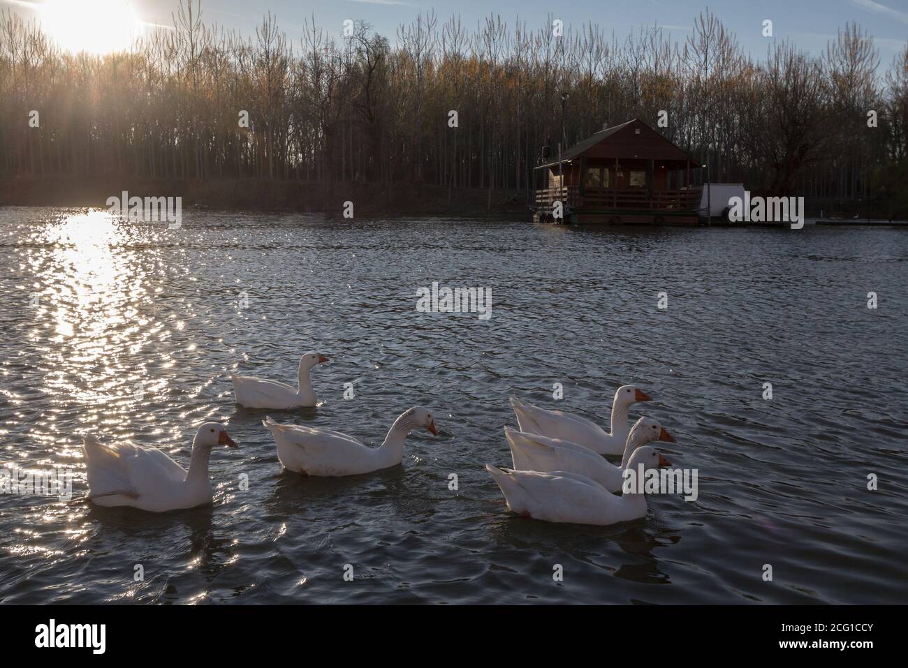 Groupe de canards blancs natation sur la rivière Cédric Deniaud Reka dans le centre-ville de Pancevo, une des plus grandes villes de la région de Banat, en Voïvodine, Serbe Banque D'Images