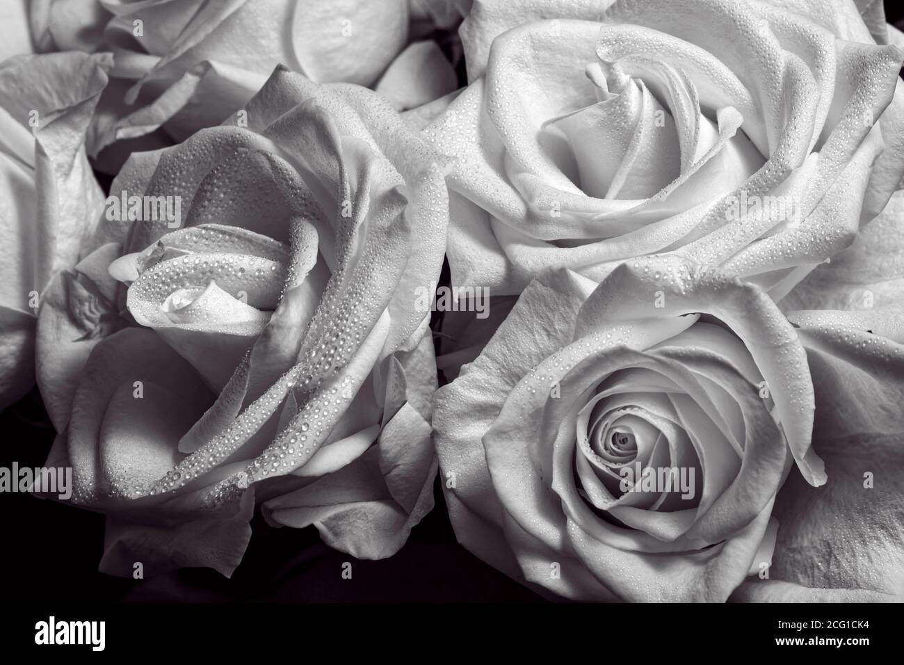 Roses rose de rosée Banque D'Images