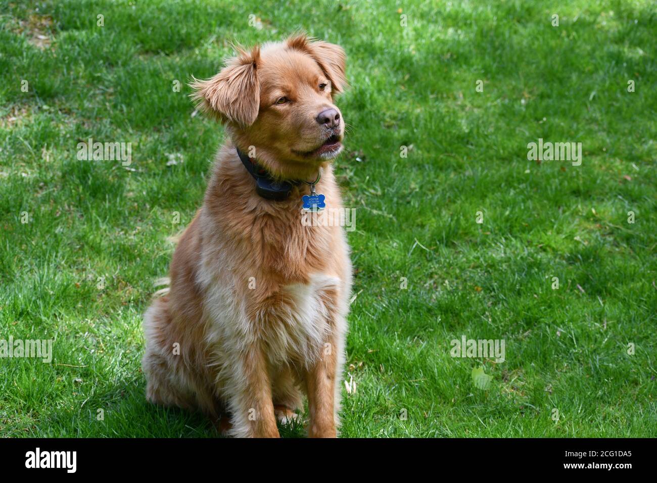 Un adorable chien de garde de canard assis sur une pelouse verte Banque D'Images
