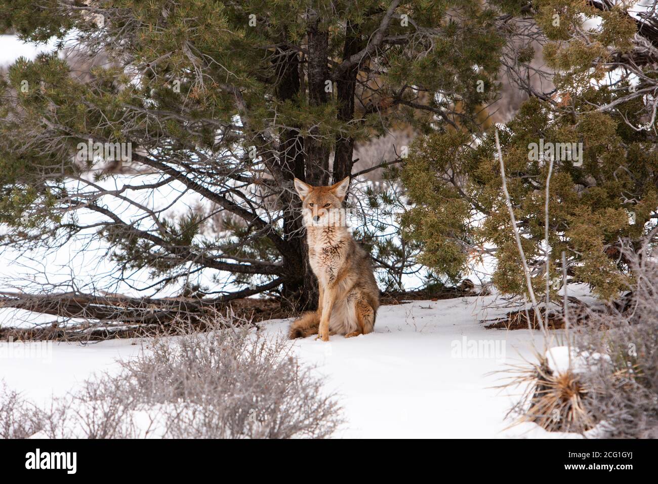 Le Coyote, Canis latrans, est répandu aux États-Unis et au Canada, au Mexique et dans certaines parties de l'Amérique centrale. Ils sont crépusculaires, ce qui signifie qu'ils le sont Banque D'Images