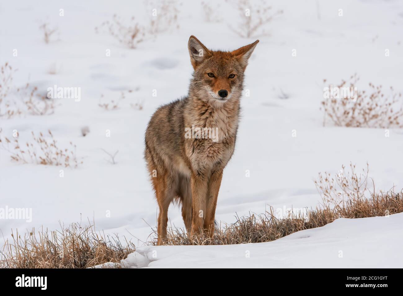 Le Coyote, Canis latrans, est répandu aux États-Unis et au Canada, au Mexique et dans certaines parties de l'Amérique centrale. Ils sont crépusculaires, ce qui signifie qu'ils le sont Banque D'Images