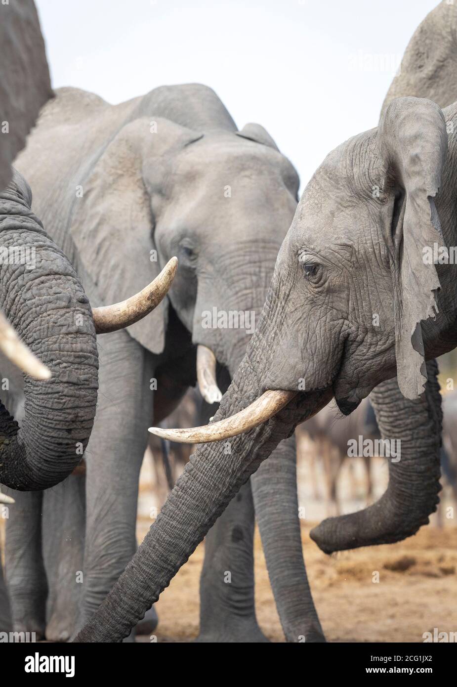 Têtes, malles et défenses d'éléphants à Savuti au Botswana Banque D'Images