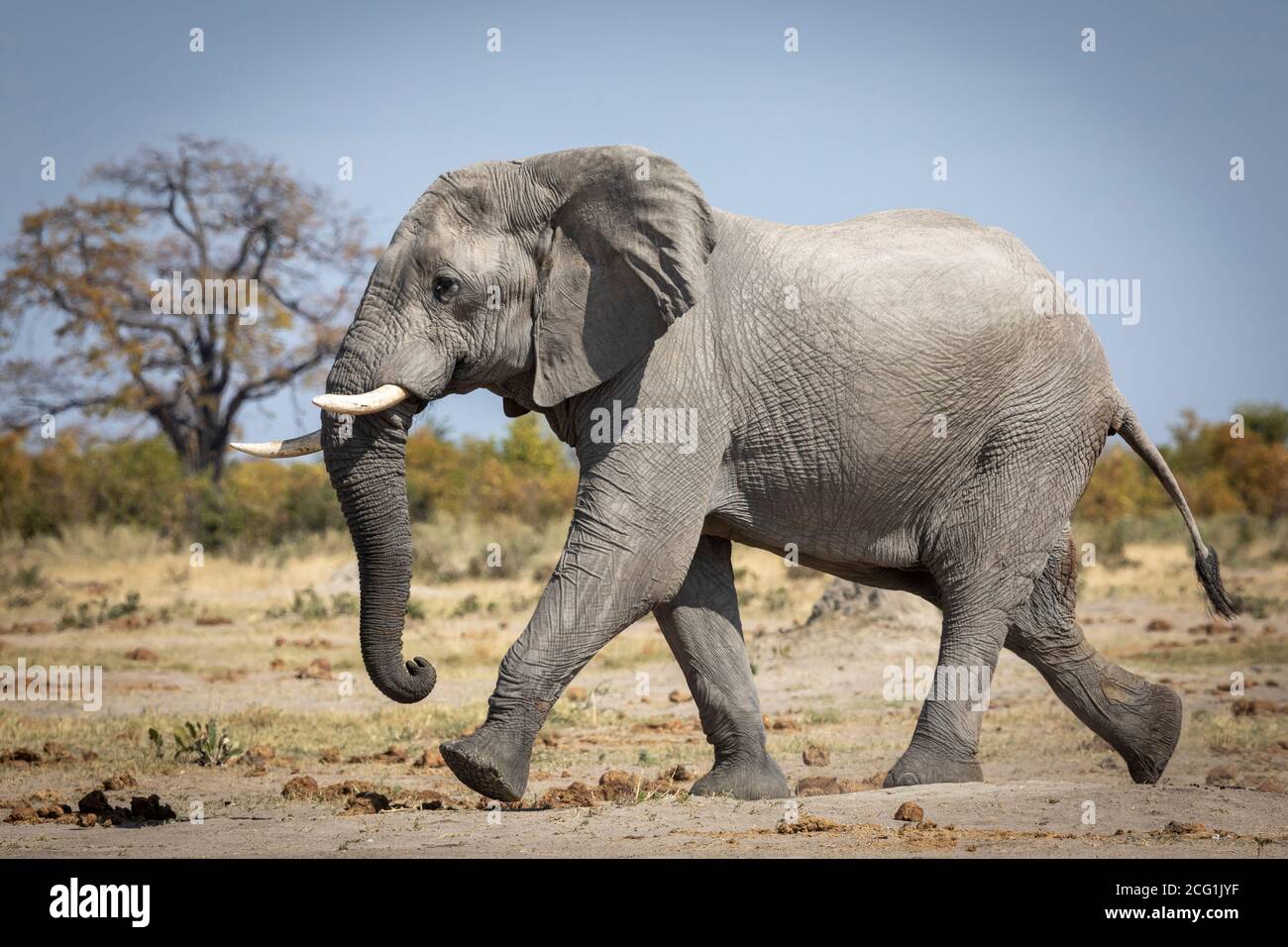 Un grand taureau d'éléphant marchant rapidement dans la réserve de Savuti Botswana Banque D'Images