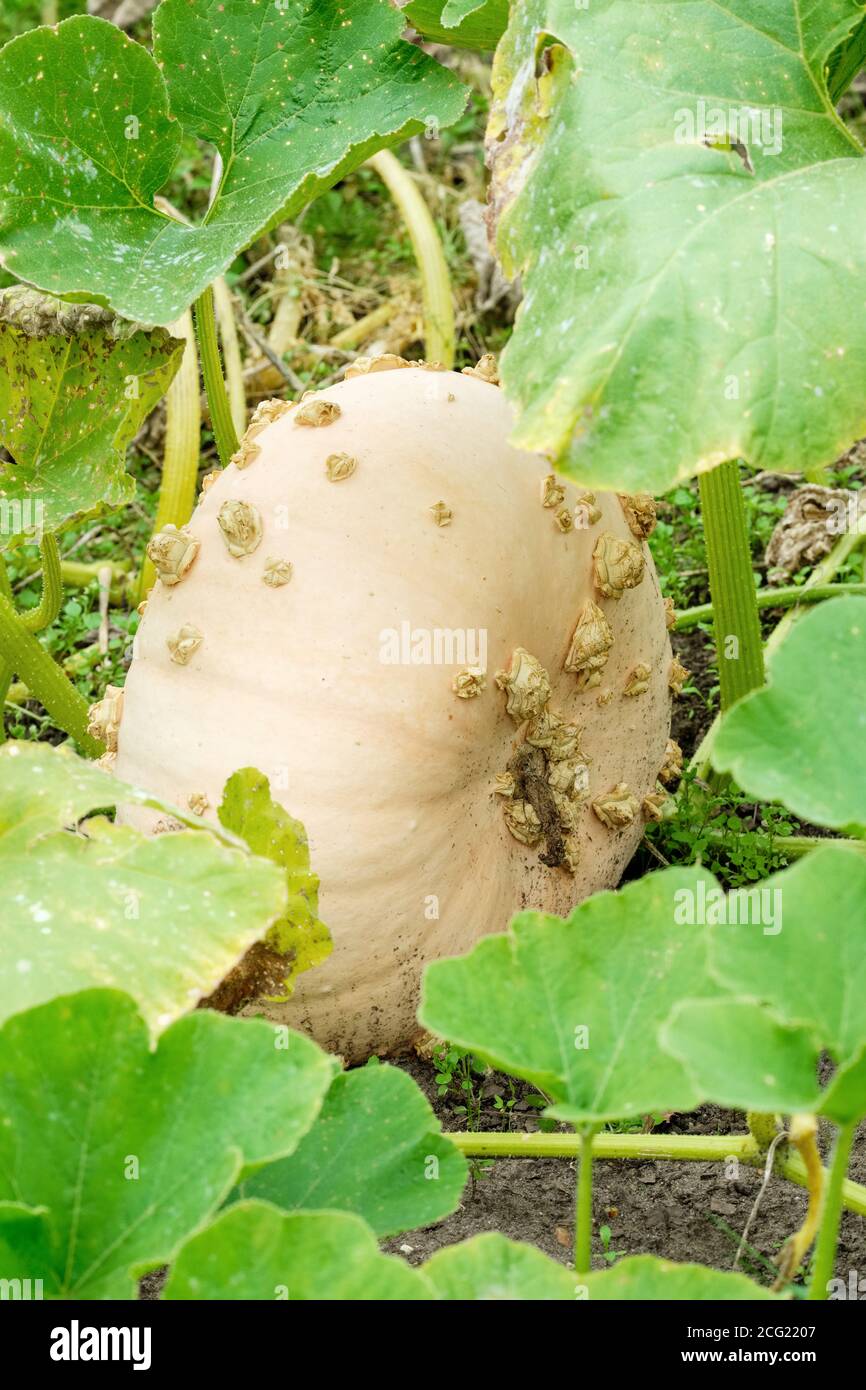 Moelle de sucre Warted, Courge Brodee Galeuse et Peanut Pumpkin, courge 'Galeux d'Eysine'. Citrouille 'Galeux d'Eysine'. Cucurbita maxima 'Galeux d'Eysine' Banque D'Images