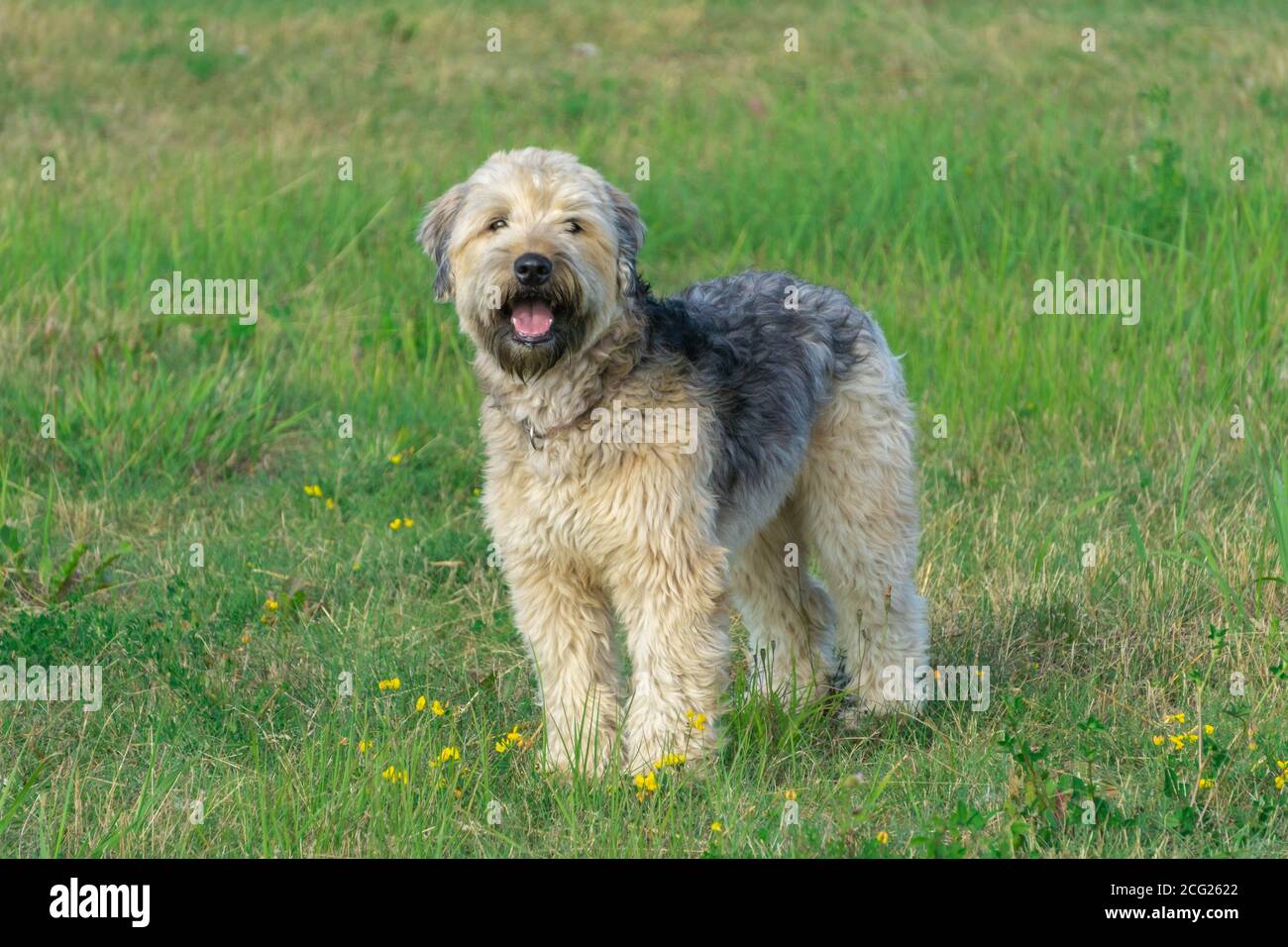 Doux-enduit Wheaten Terrier debout et regardant directement l'appareil photo en herbe verte avec prairie de fleurs jaunes. Copier l'espace. Banque D'Images