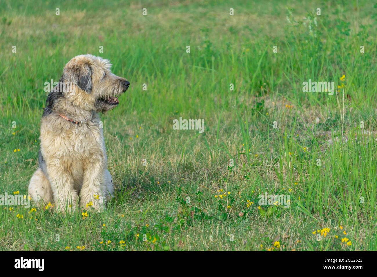 Wheaten Terrier à revêtement doux assis et regardant latéralement dans l'herbe verte avec des fleurs jaunes prairie. Copier l'espace. Banque D'Images