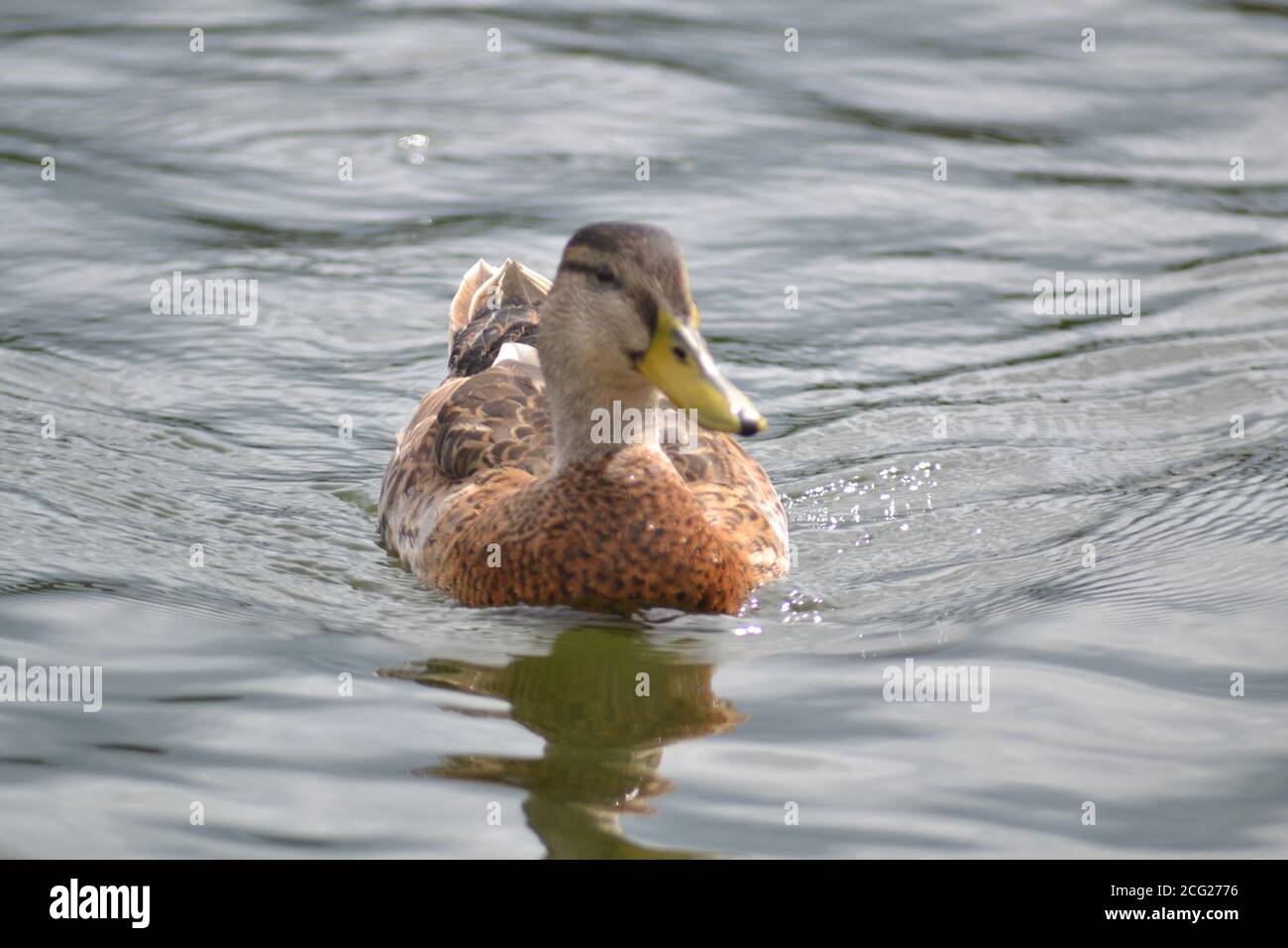 Femelle Canard colvert nageant sur l'eau Banque D'Images