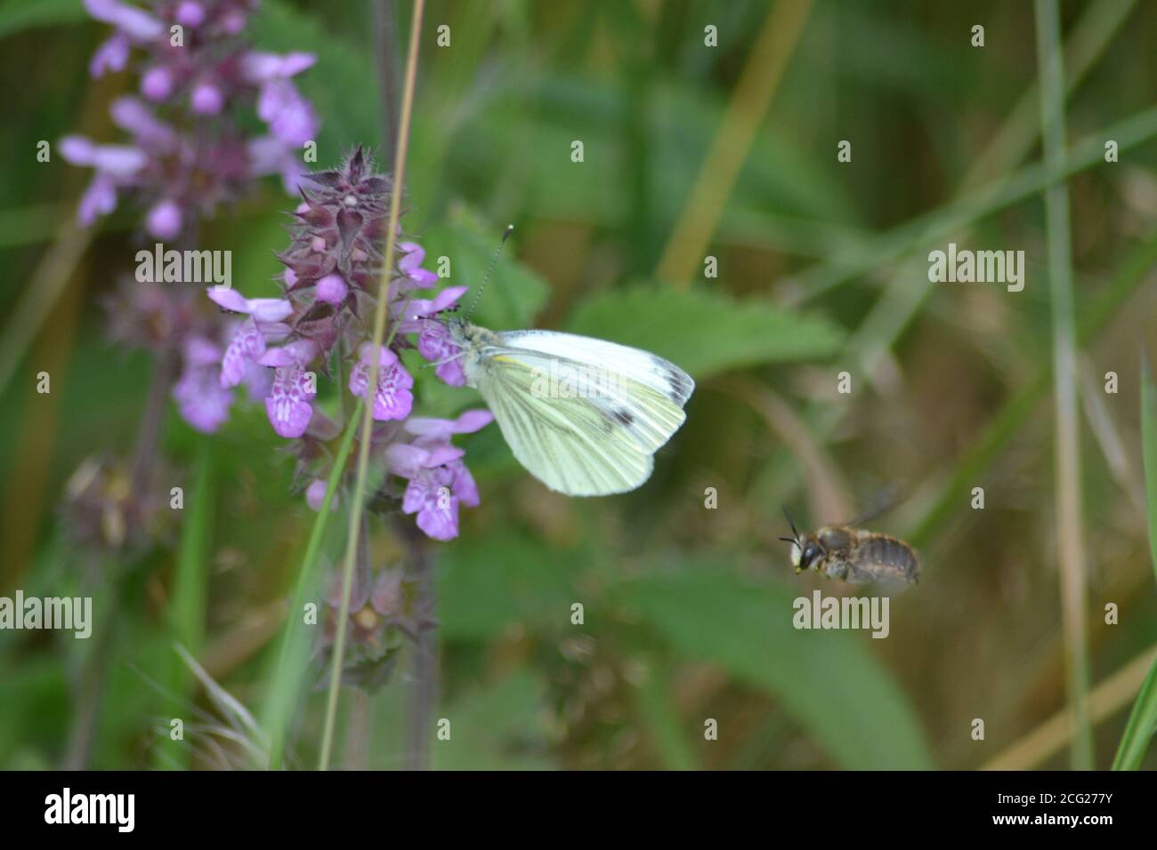 Blanc de chou , Grand papillon blanc Banque D'Images