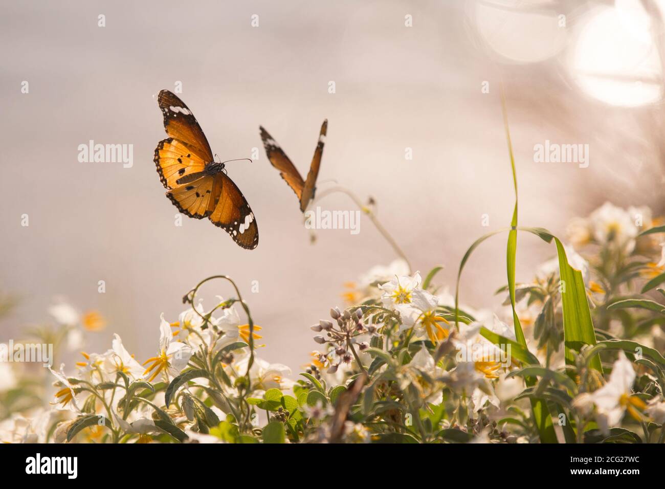 Deux Tigres Unis (Danaus chrysippus) AKA Monarch Africain papillon accouplement sur une fleur photographiée en Israël, en août Banque D'Images