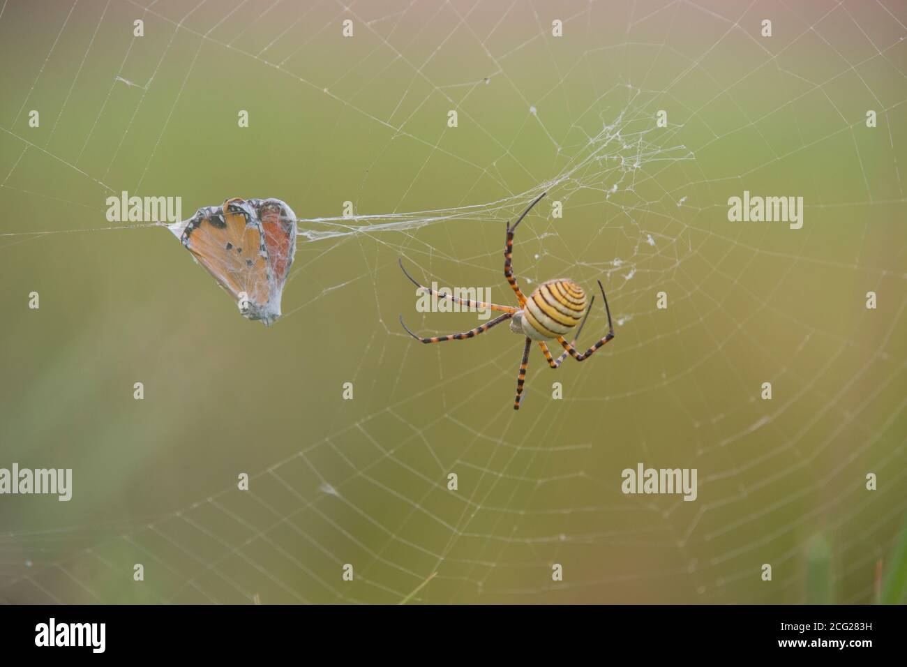 Araignée, toile et papillon enchâlé recouvert de toiles d'araignée Banque D'Images