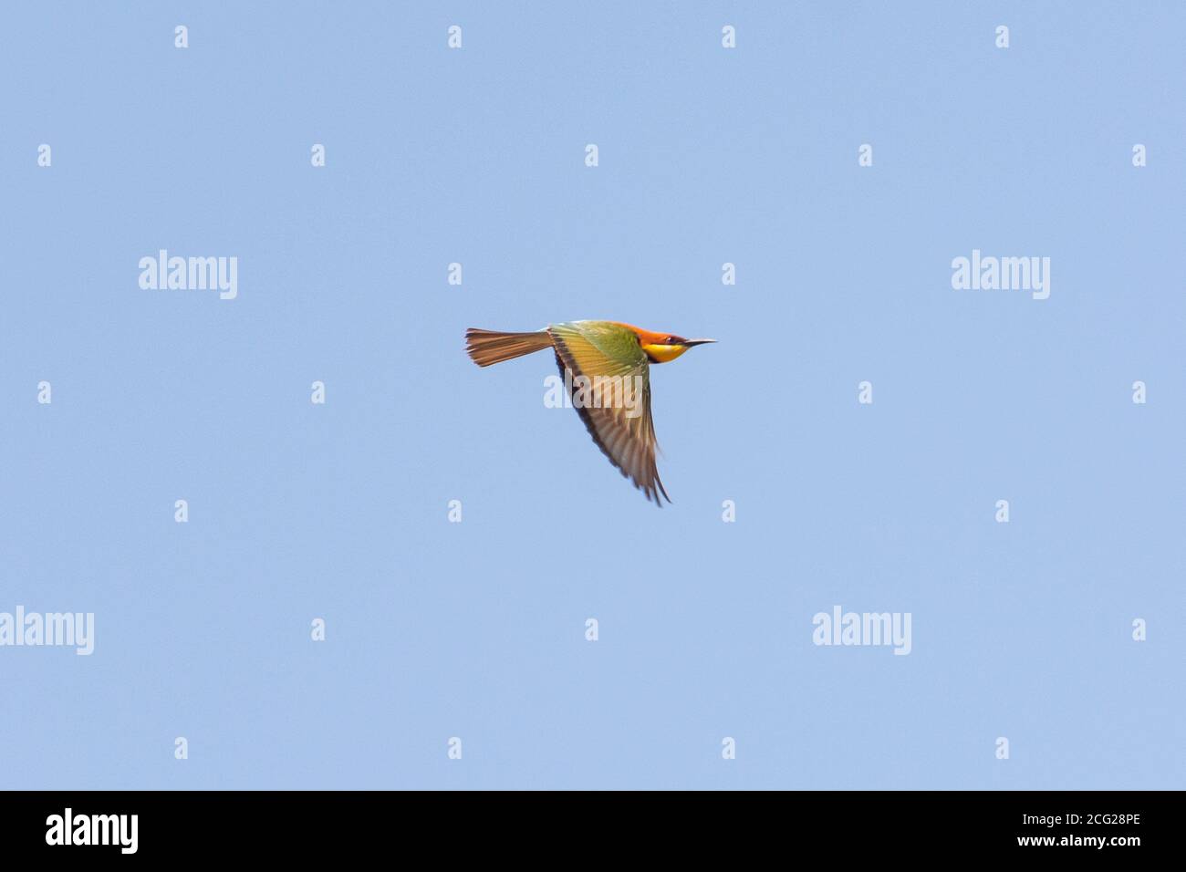 borneo bee eater indonésie Banque D'Images