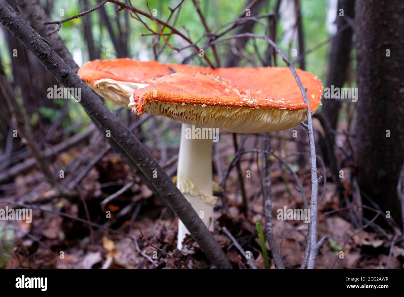 Une grande mouche d'orange agaric pousse dans la forêt. Banque D'Images