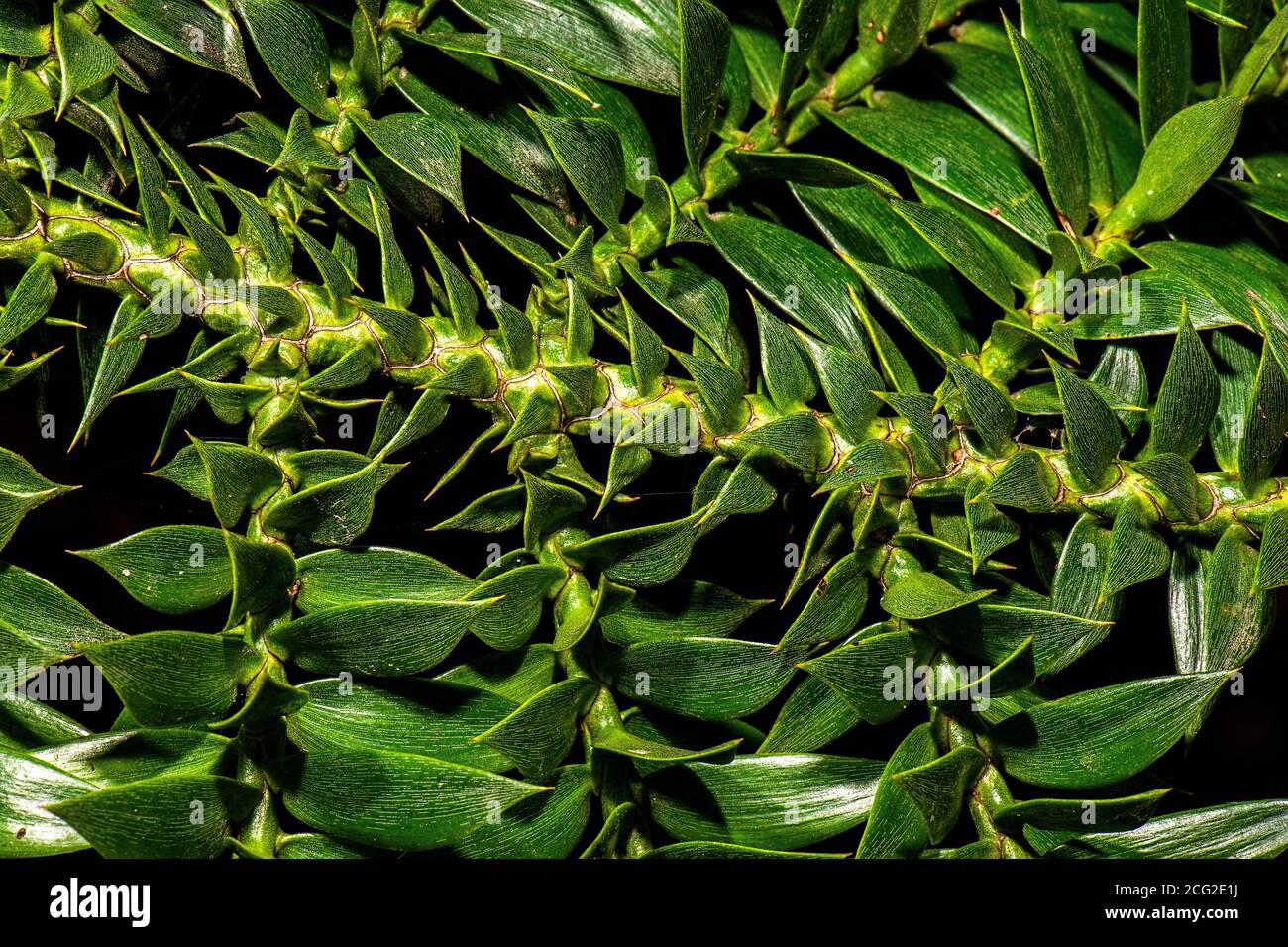 Gros plan détaillé macro photo d'une plante, nature texture arrière-plan. Banque D'Images