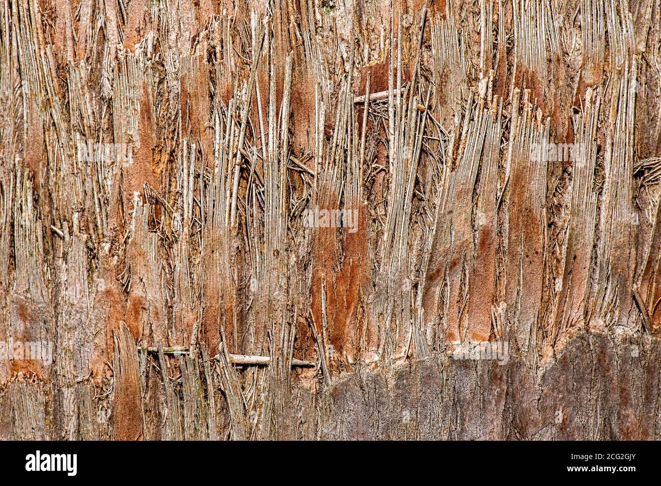 Gros plan détaillé macro photo de bois, texture d'arrière-plan. Banque D'Images