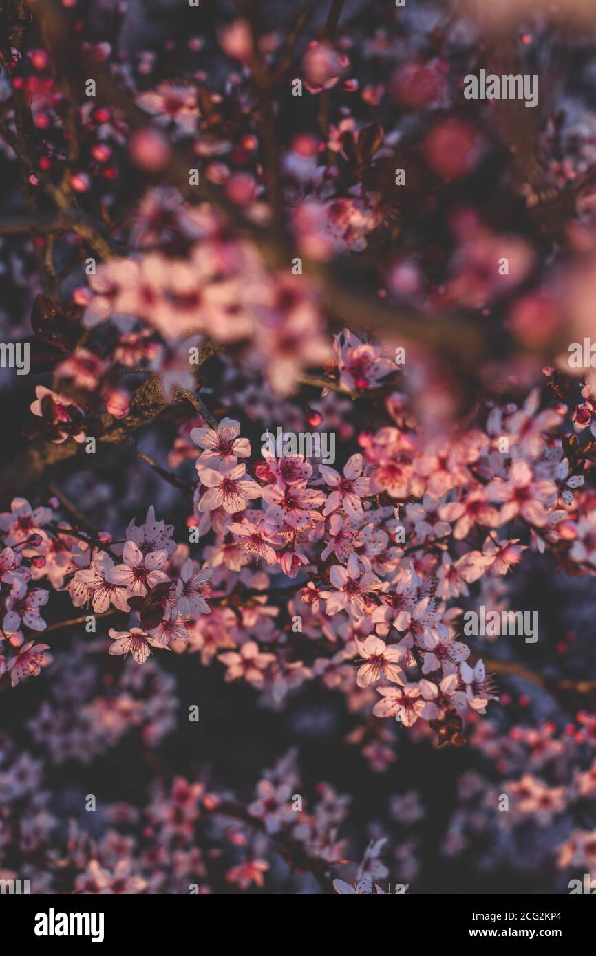 Fleurs de printemps, fleurs, nature Banque D'Images