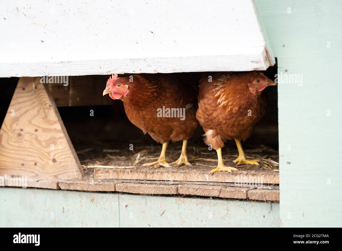 ferme de volaille biologique de gamme libre commerciale Banque D'Images