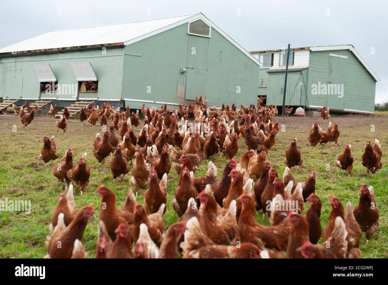 ferme de volaille biologique de gamme libre commerciale Banque D'Images
