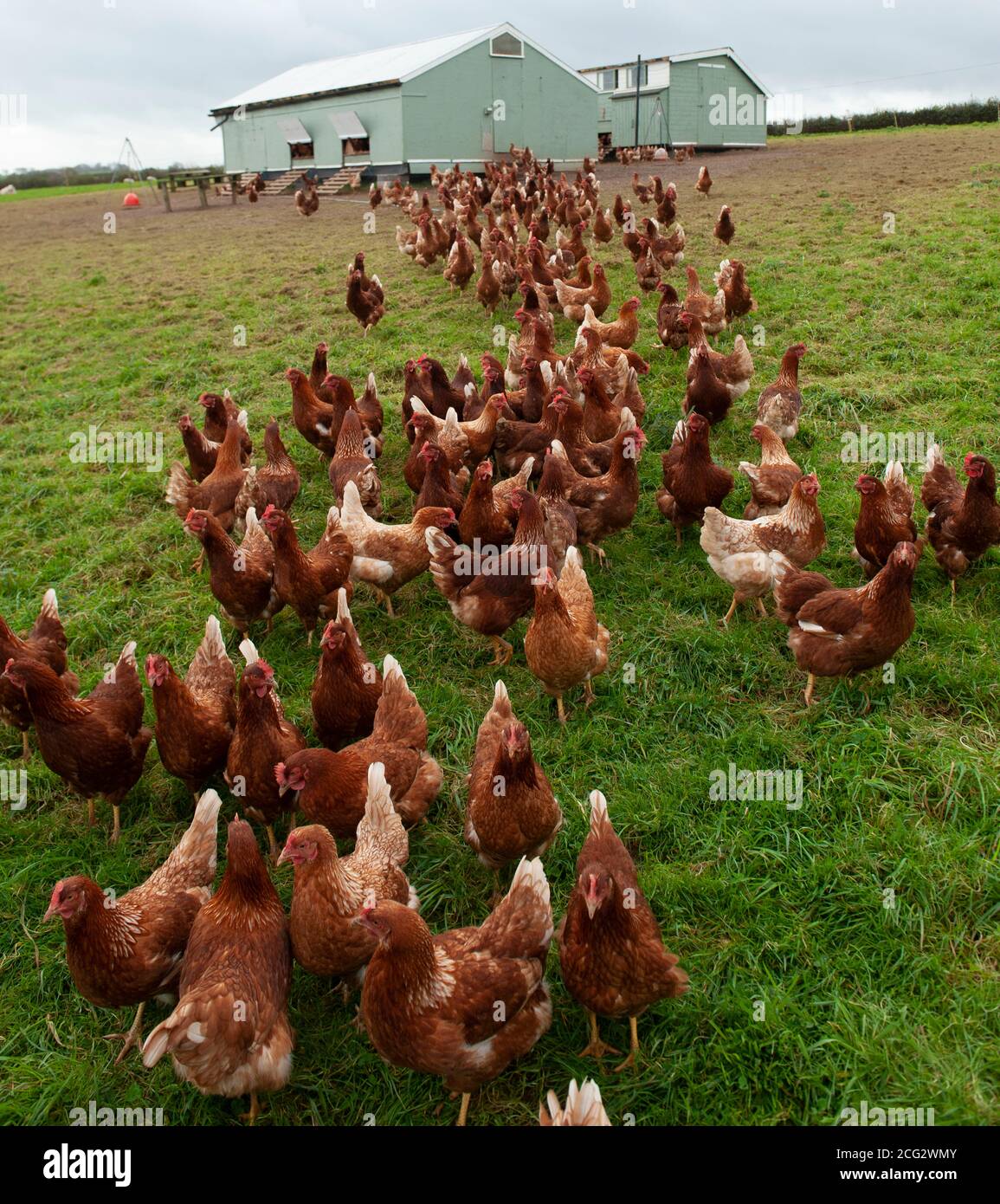 ferme de volaille biologique de gamme libre commerciale Banque D'Images