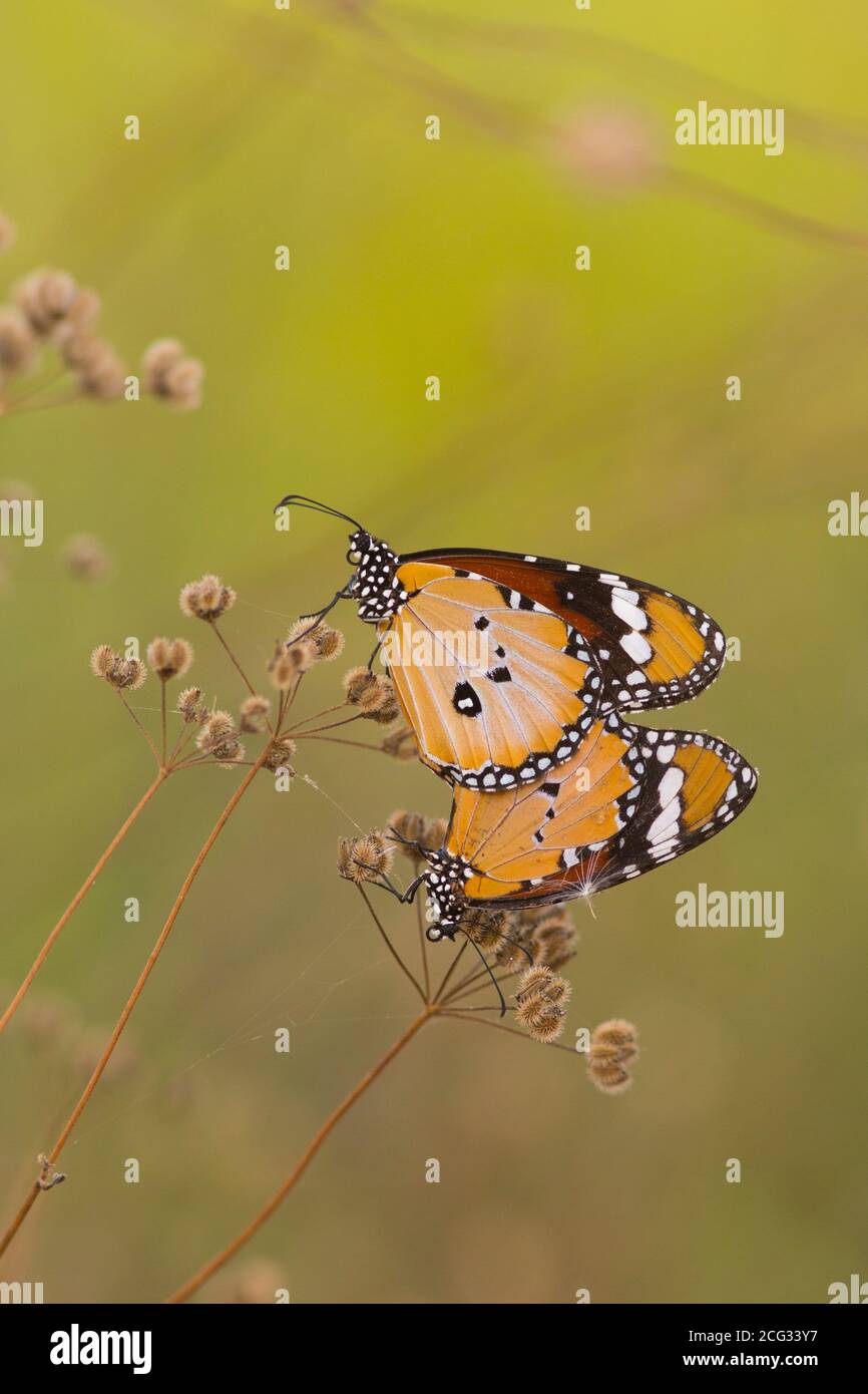 Deux Tigres Unis (Danaus chrysippus) AKA Monarch Africain papillon accouplement sur une fleur photographiée en Israël, en août Banque D'Images