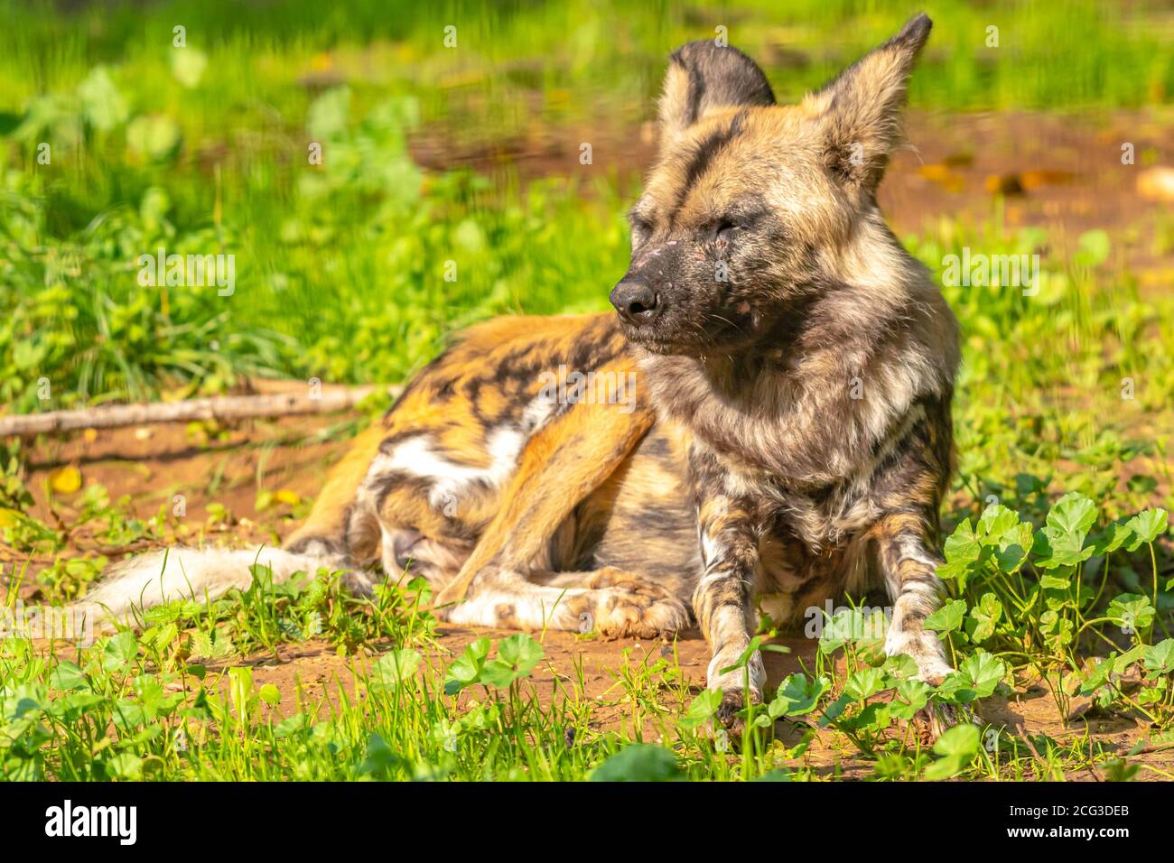 Hyena rayée (Hyena hyena) en captivité Banque D'Images