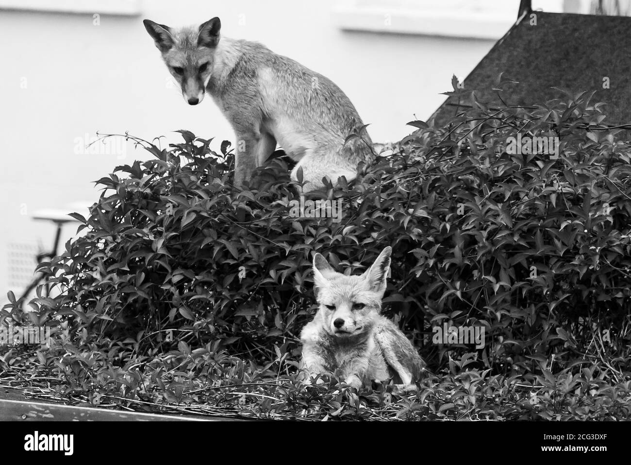 Renards en monochrome Banque D'Images