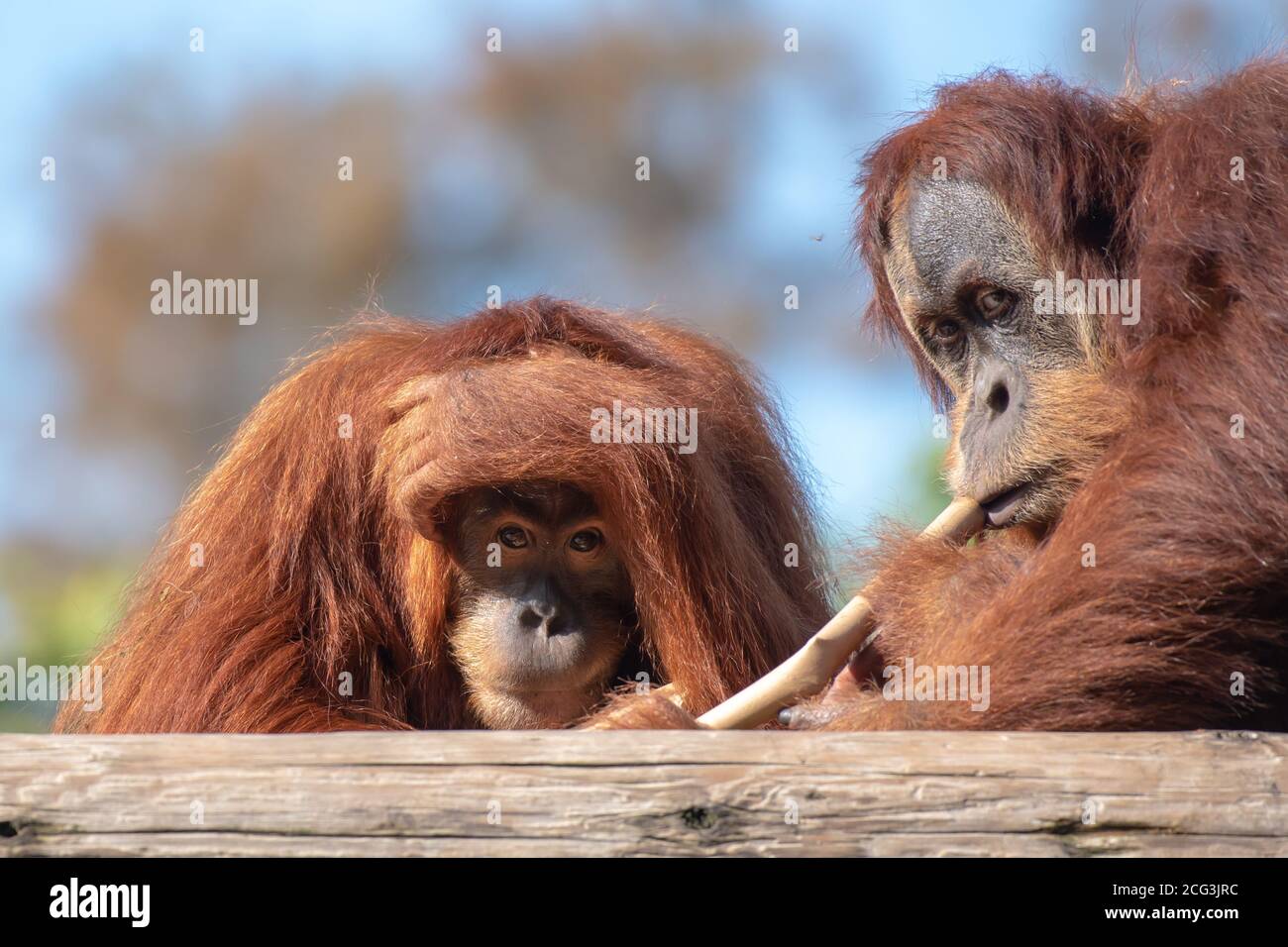Sumatran Orangutan (Pongo abelii) en captivité Banque D'Images