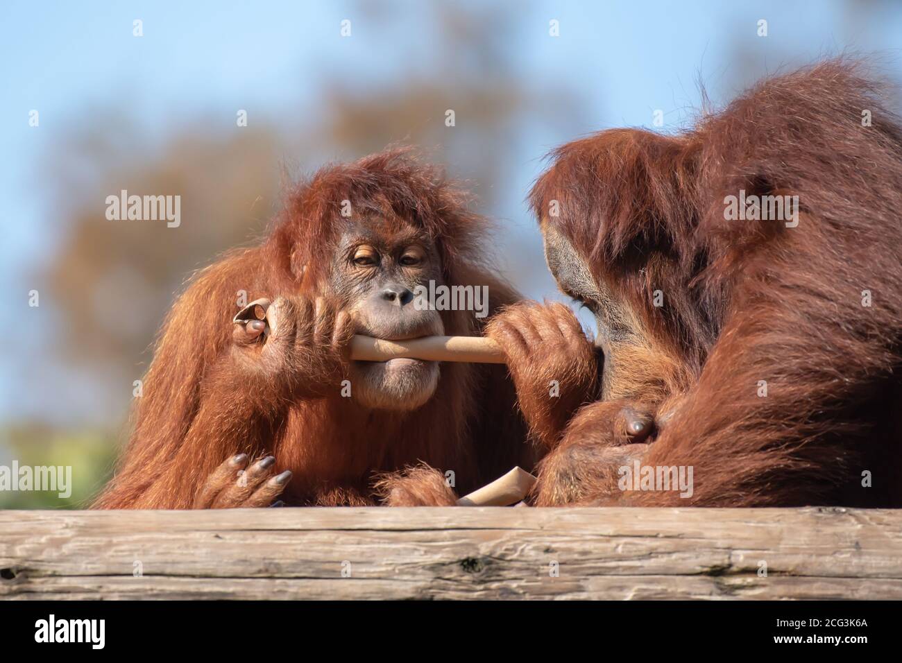 Sumatran Orangutan (Pongo abelii) en captivité Banque D'Images