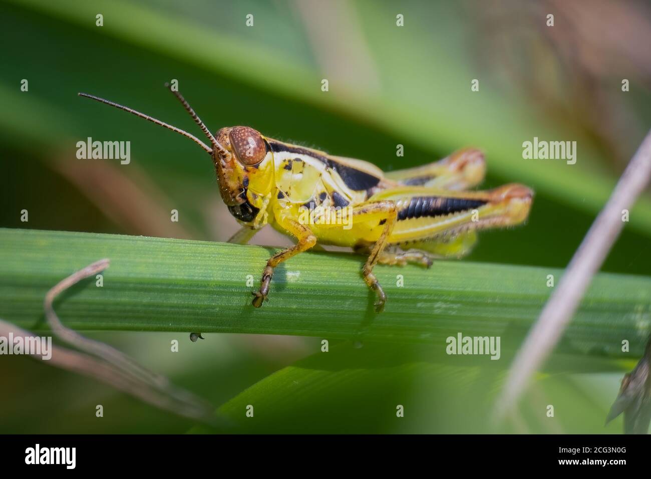 Sauterelle à pattes rouges (Melanoplus femurrubrum). Raleigh, Caroline du Nord. Banque D'Images