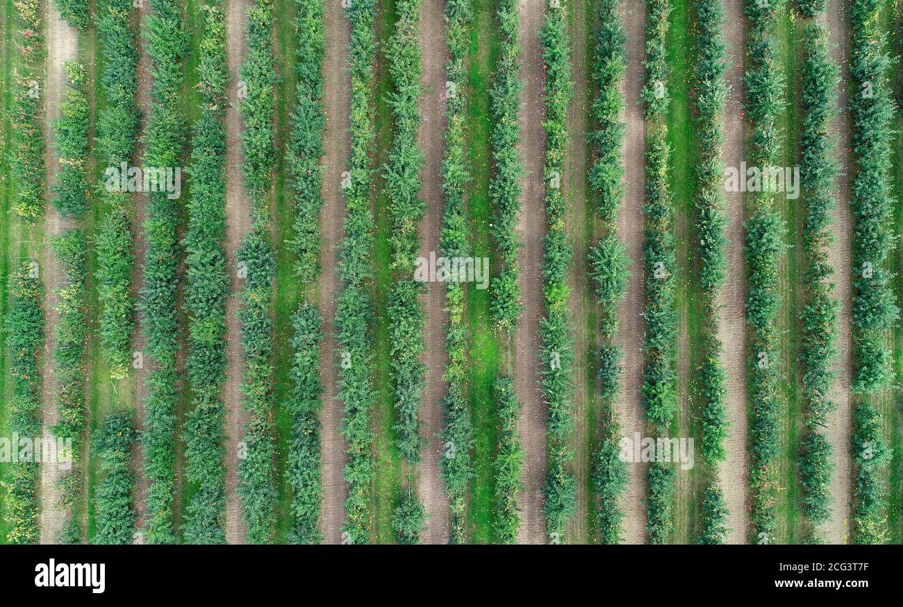 08 septembre 2020, Brandebourg, Müncheberg : les variétés de pommes mûres brillent dans des couleurs vives sur les arbres d'une plantation de la station expérimentale fruitière de l'Office d'État pour le développement rural, l'agriculture et la réajustement des terres à Müncheberg (photo aérienne avec un drone). Environ 1000 variétés différentes de pommes, environ 100 variétés différentes de poires et 50 autres variétés différentes de fruits en pierre poussent dans les locaux de la station expérimentale fruitière. Photo: Patrick Pleul/dpa-Zentralbild/ZB Banque D'Images