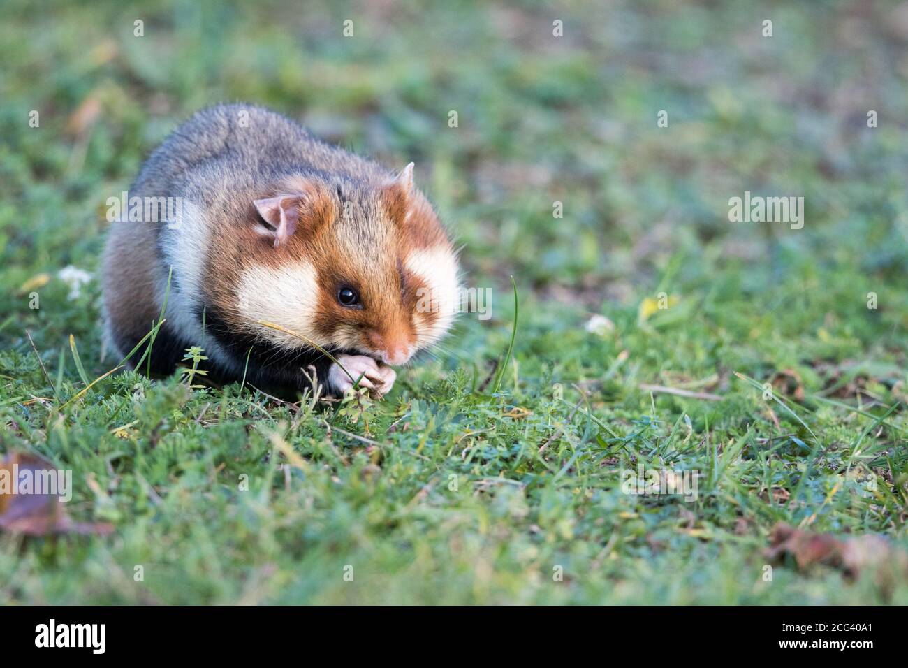 Hamster européen avec des joues de hamster remplies dans un cimetière viennois Banque D'Images