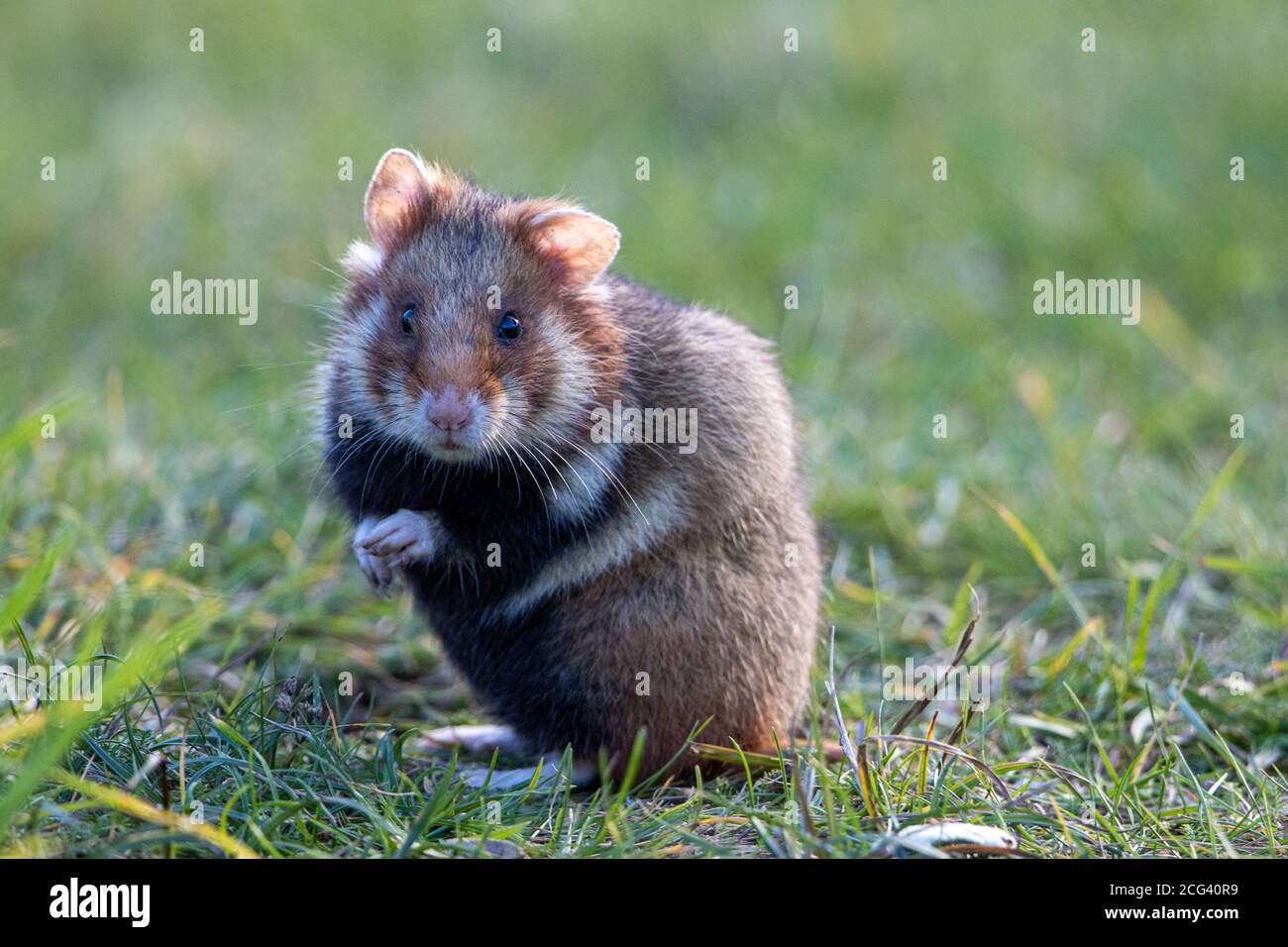 Hamster européen dans un cimetière viennois Banque D'Images