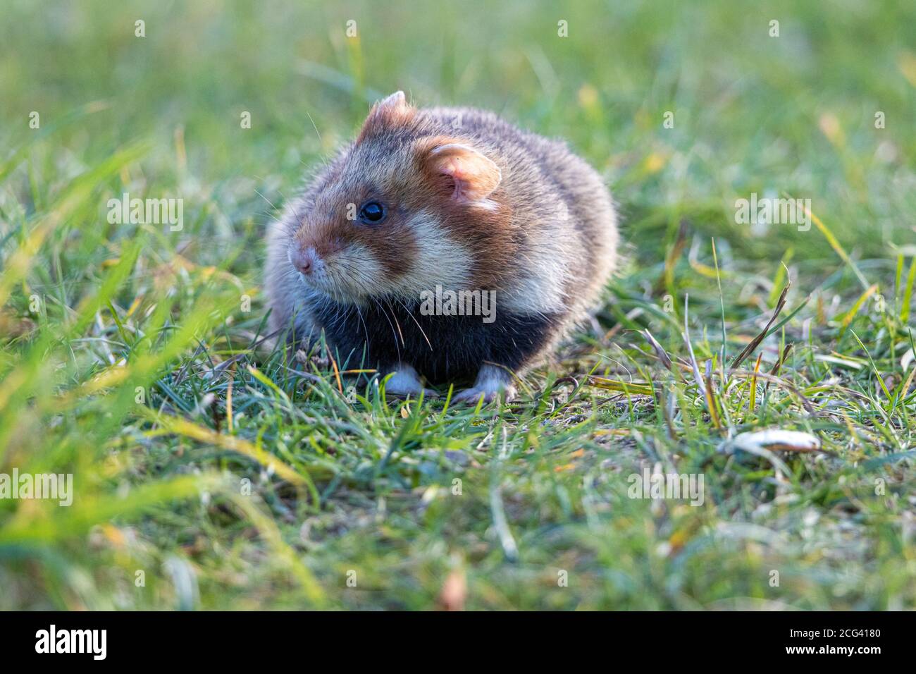 Hamster européen dans un cimetière viennois Banque D'Images