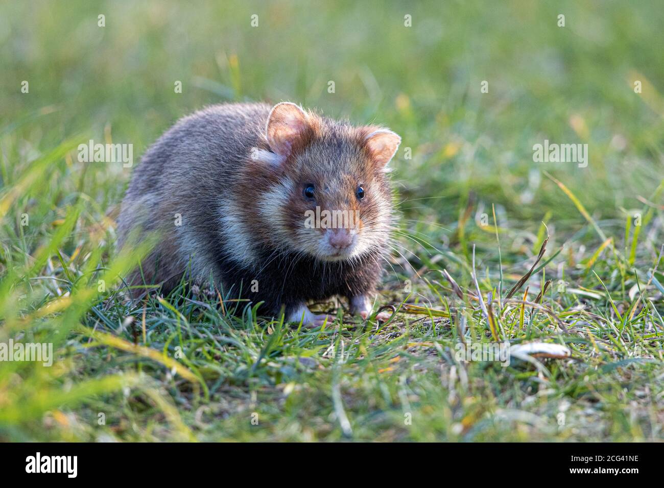 Hamster européen dans un cimetière viennois Banque D'Images