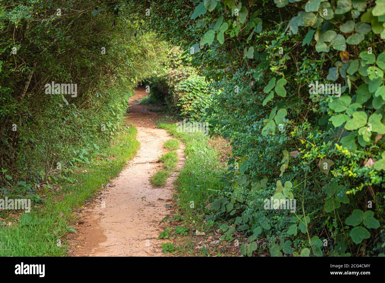 Sentier pittoresque de randonnée et de vélo à travers les canopies arborescentes au parc national de fort Yargo à Winder, en Géorgie. (ÉTATS-UNIS) Banque D'Images