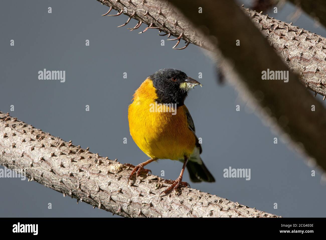 Sierra finch à capuchon noir (Phrygilus atriceps) pour homme Banque D'Images