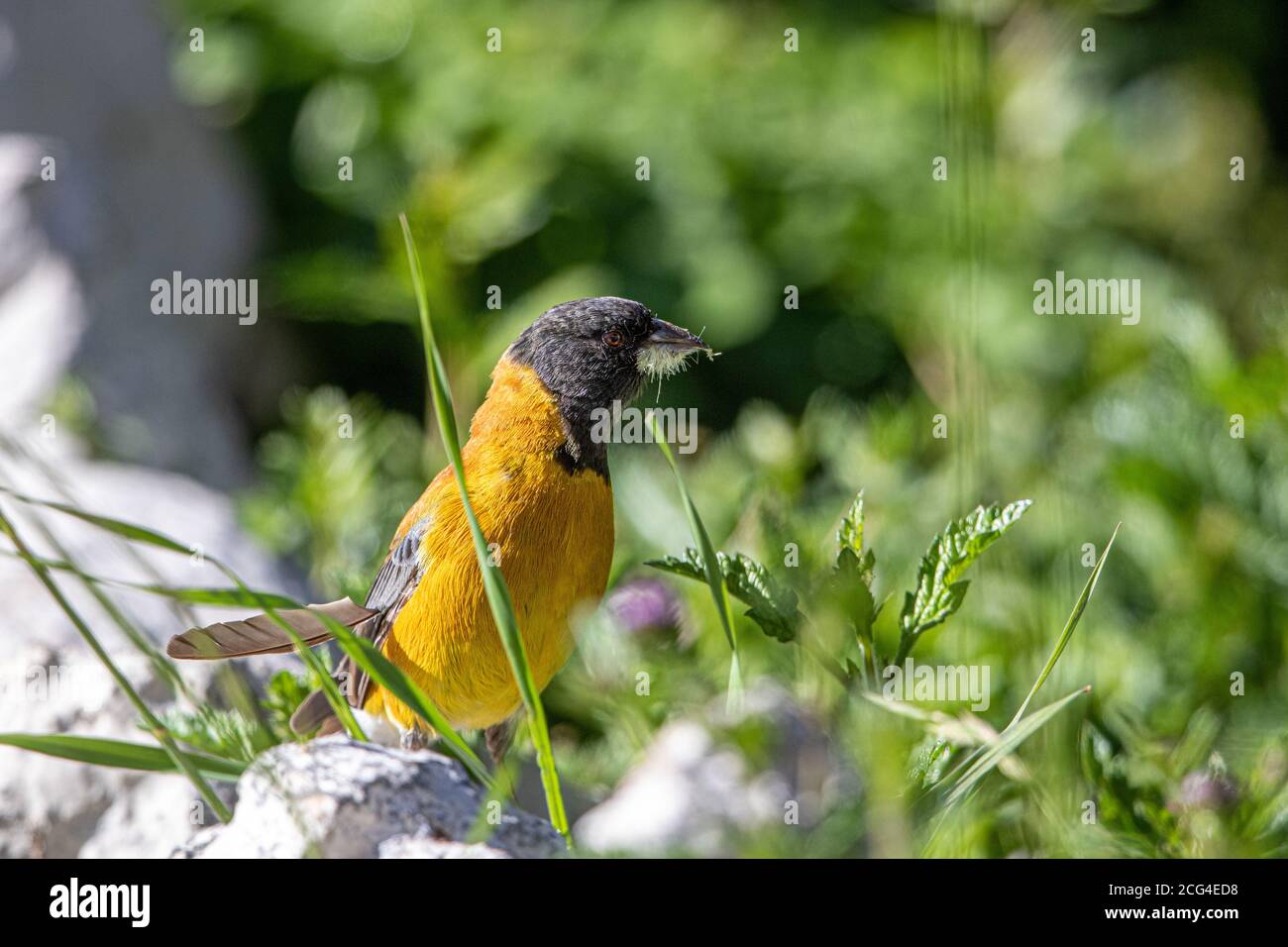Sierra finch à capuchon noir (Phrygilus atriceps) pour homme Banque D'Images