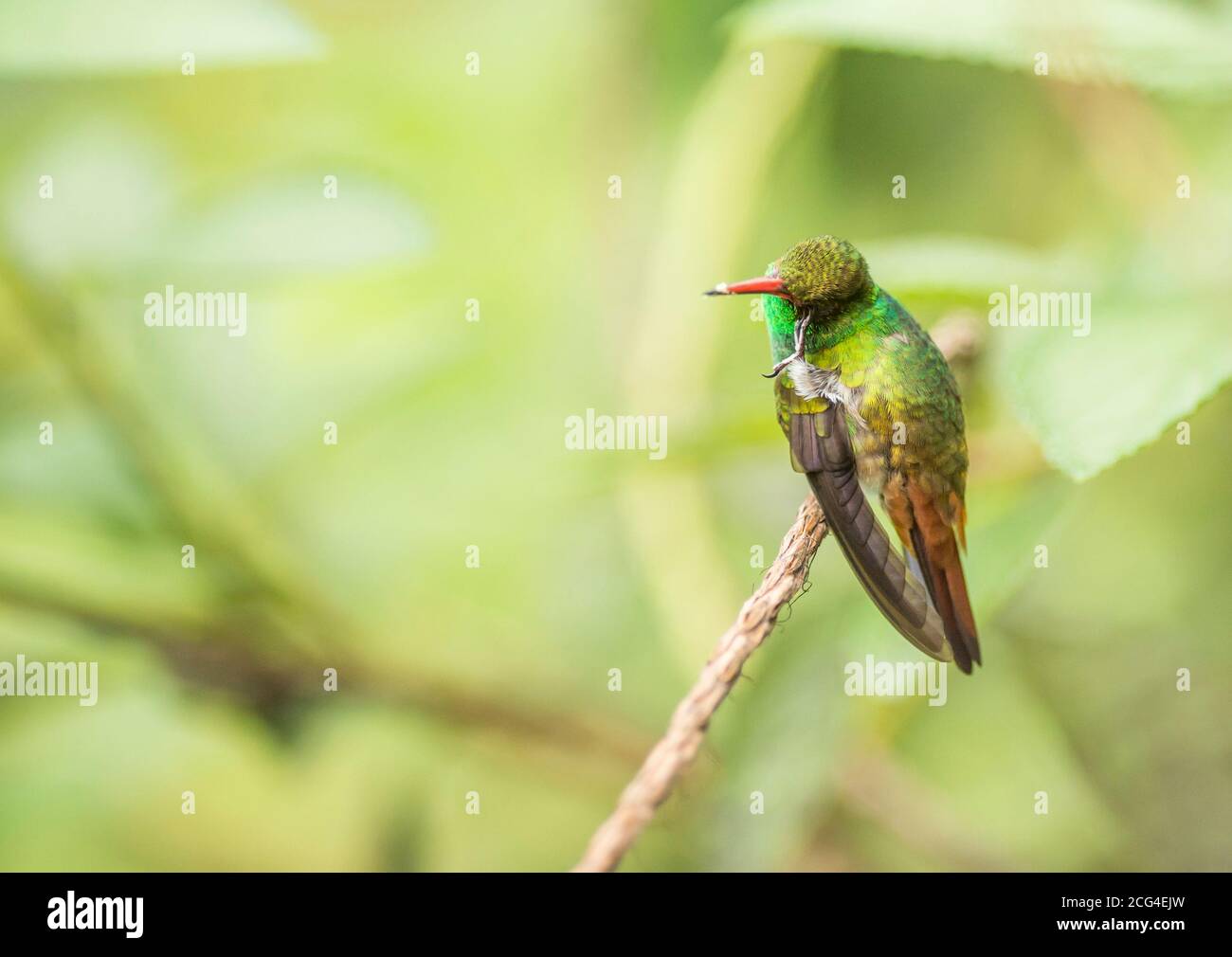 Colibri à queue rousse - Costa Rica Banque D'Images