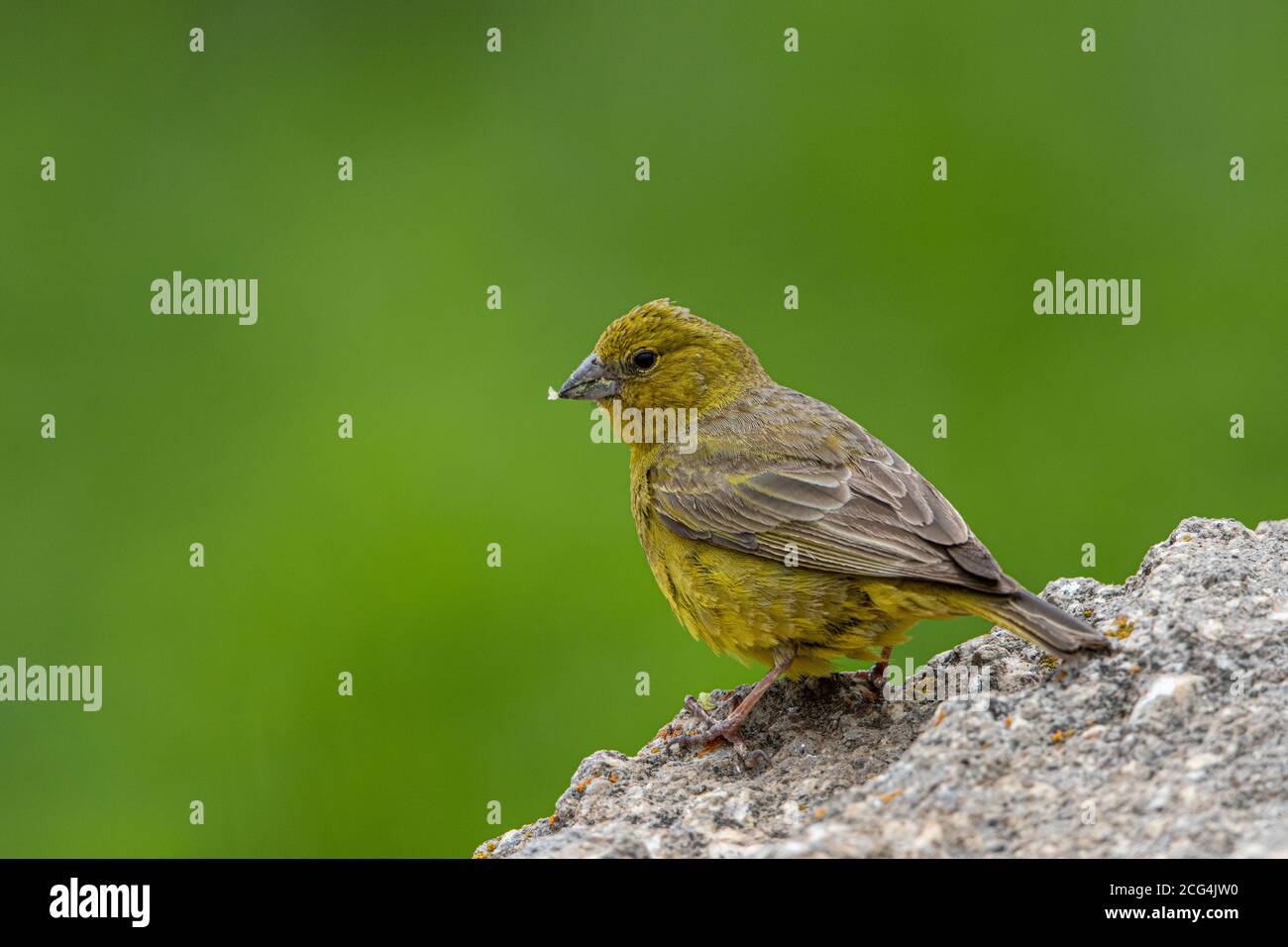 Jaune verdâtre-finch Banque D'Images