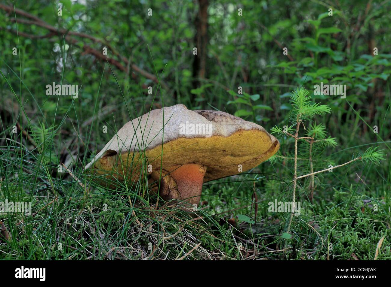 Le bolete amer de Beech (Caloboletus calopus) Banque D'Images