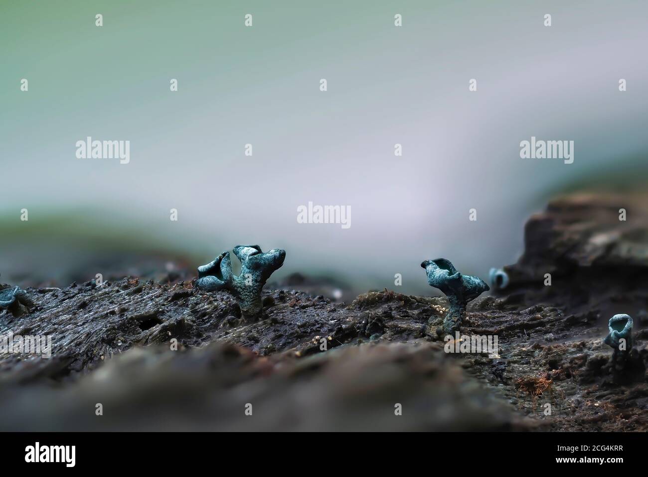 Le Green ELFCUP (Chlorociboria aeruginosa) est un champignon sur bois Banque D'Images