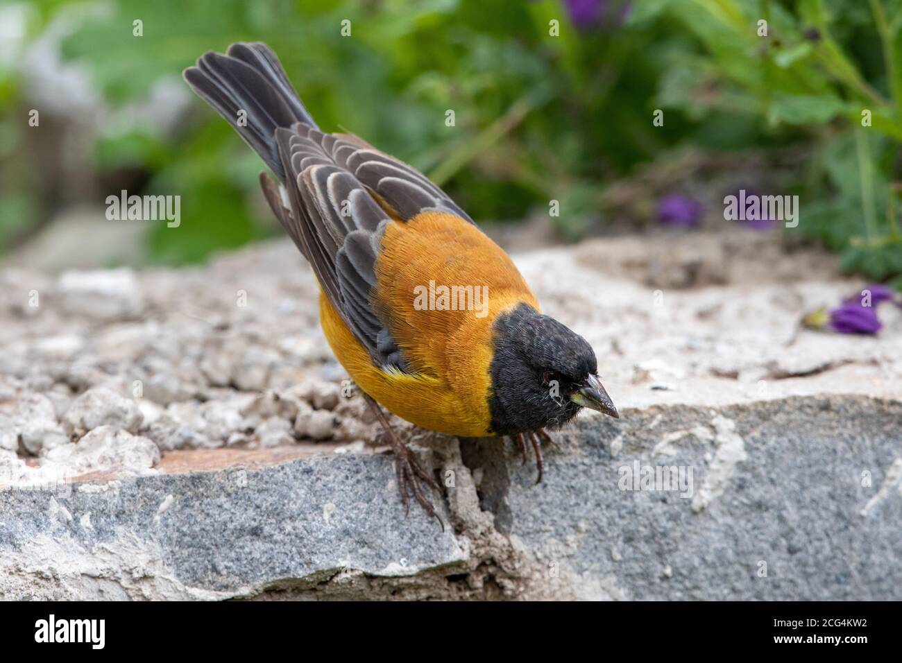Sierra finch à capuchon noir (Phrygilus atriceps) pour homme Banque D'Images