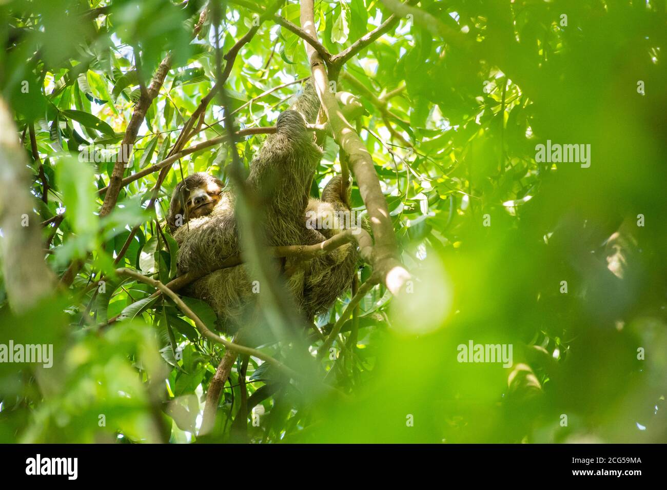 Adulte avec bébé deux bouts de paresseux - Costa Rica Banque D'Images