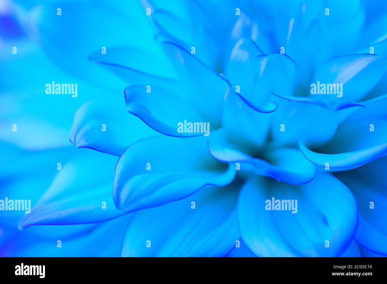 Résumé fond floral bleu clair. Pétales de Dahlia en gros plan. Macro. Image floue, flou artistique. Gros plan. Banque D'Images