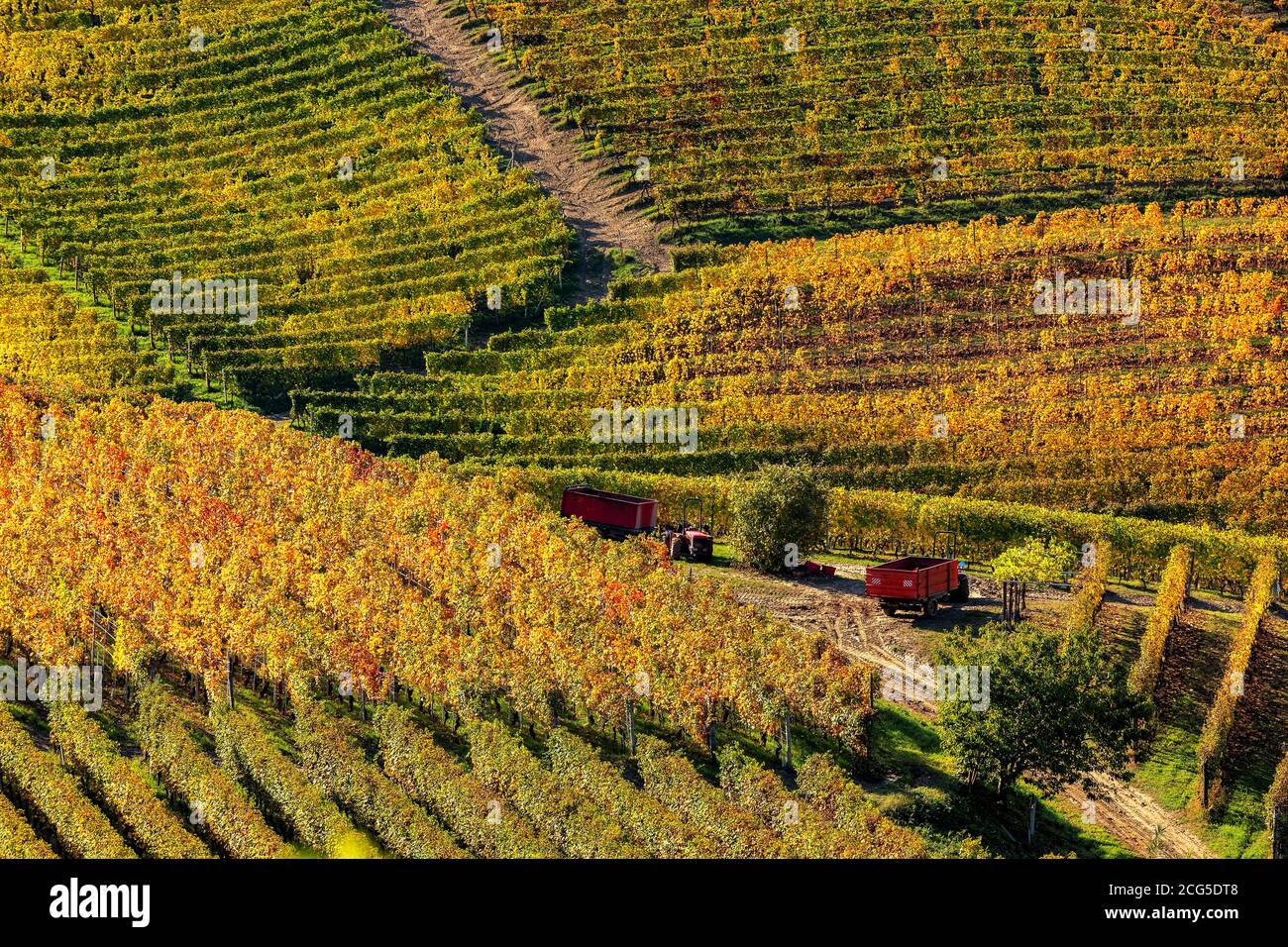 Vue d'en haut sur les magnifiques vignobles d'automne sur les collines de Langhe dans le Piémont, dans le nord de l'Italie. Banque D'Images