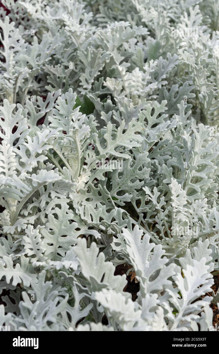 Dusty miller, Silver ragwort, Silver Dust ou Jacobaea maritima. Arrière-plan feuillage argenté. Gros plan Banque D'Images
