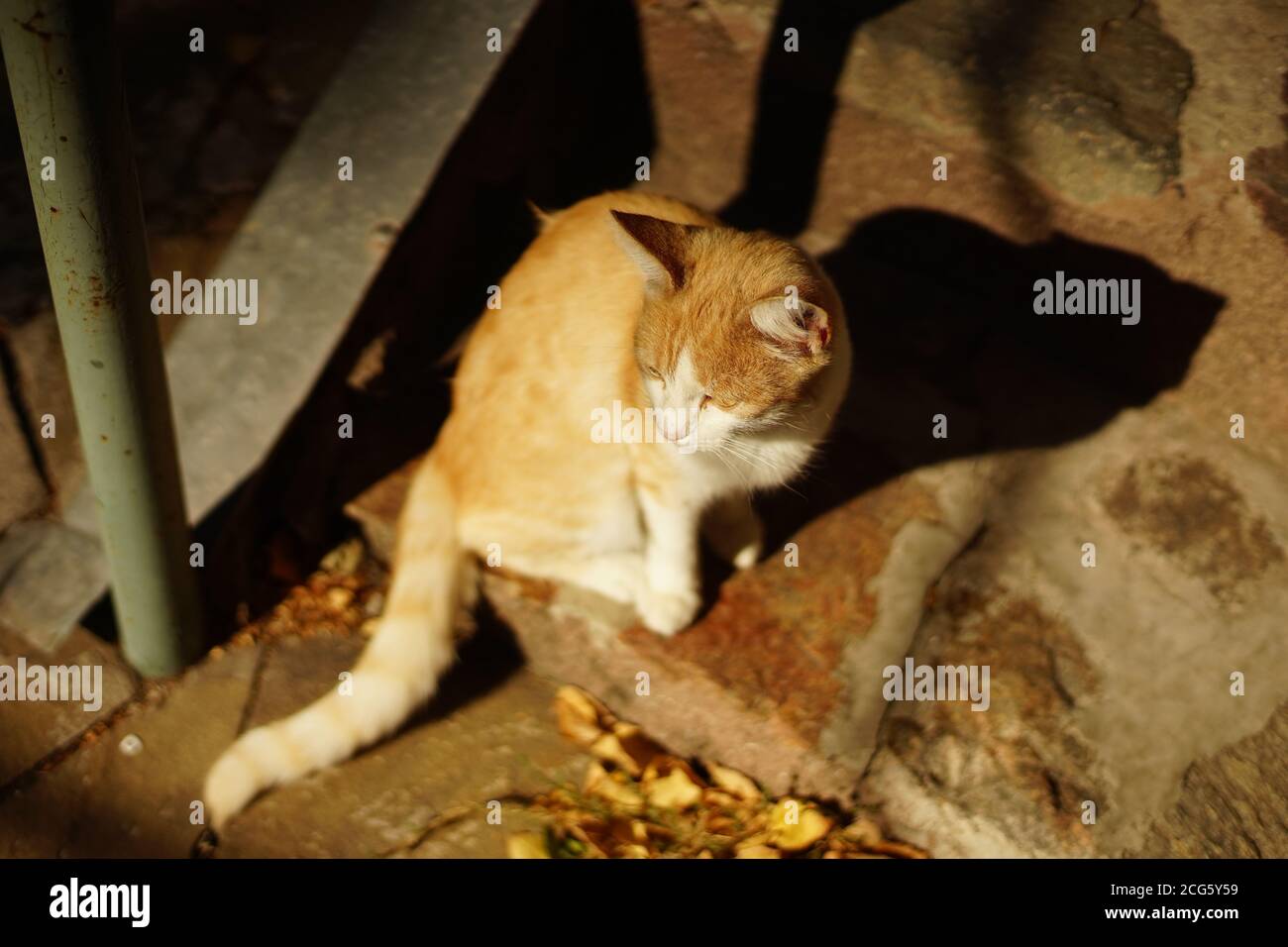 chat blanc au gingembre assis dans le jardin d'automne. Banque D'Images