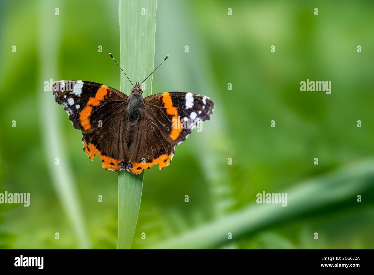 Point de mire sélectionné d'un papillon rouge amiral coloré installé sur une lame d'herbe dans la prairie Banque D'Images